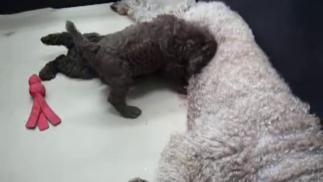 brown standard Poodle смотреть онлайн