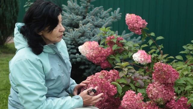 Цветение метельчатой гортензии Ванилла Фрейз в конце сентября в Подмосковье. смотреть онлайн
