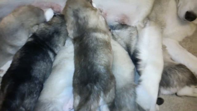 Щенки Аляскинского маламута смотреть онлайн