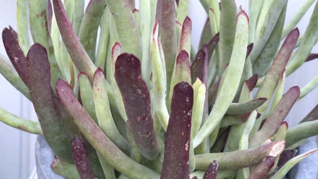 Compré más suculentas para mi jardín !🤗#suculentasdegris#jardineria смотреть онлайн