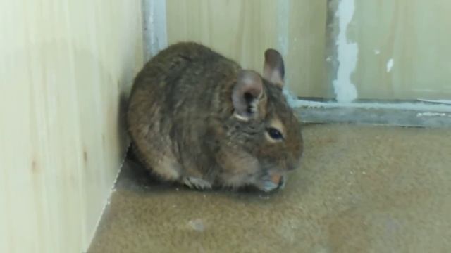 Чилийская белка "Дегу" смотреть онлайн