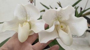 №621/ МОИ, красавчики ПАФИОПЕДИЛУМЫ!!!