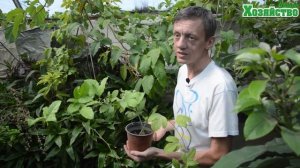 Как вырастить МАРАКУЙЮ в домашних условиях