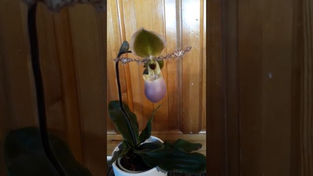 #GVOS2020 -Paphiopedilum Pinocchio