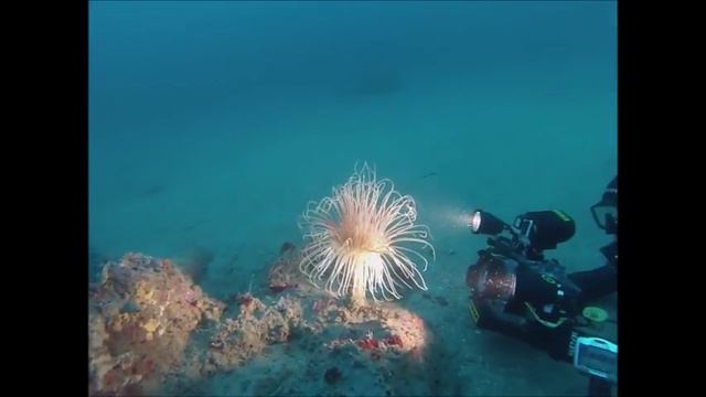 Ceriantus 51mt 20/06/2015 смотреть онлайн