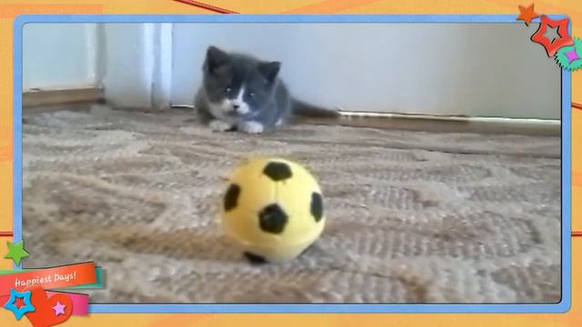 Котёнок играет с мячом. смотреть онлайн