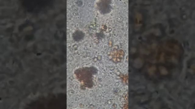 Привет сыроедам от микро мира, сок овощной свёкла 2шт, фенхель 2шт, огурец1шт, морковь 2кг. смотреть онлайн