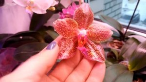 Орхидея phal. joy auckland beauty