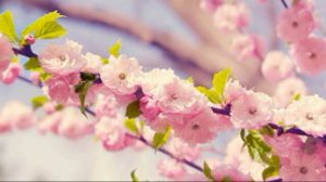 Услады Аллаха, приготовленные для богобоязненных рабов!  (Коран 32:17)