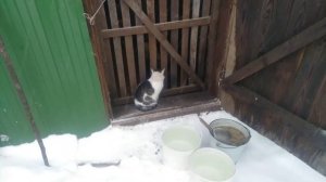 Можно ли гулять курам зимой?