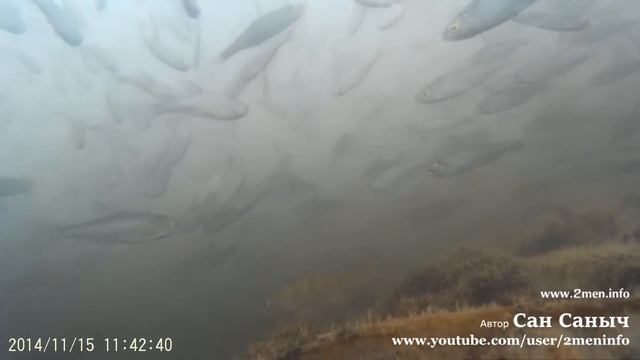 Нашествие верховок или миграция верхоплавок, поведение рыбы зимой серия 3 смотреть онлайн