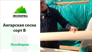 Как выглядит ангарская сосна в сорте B