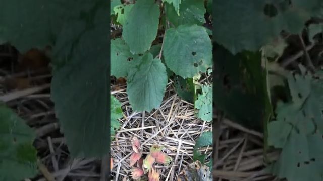 Фундук сорта Смолин смотреть онлайн