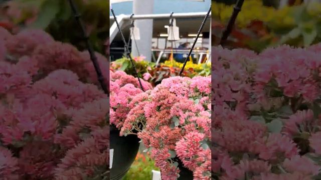 The nursery at Bunnings смотреть онлайн