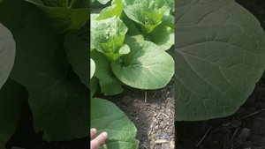 Пекинская капуста и препараты компании «Супер-Агро» ?