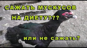 Ожирение у мускусных уток, что же делать_