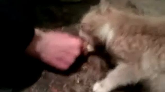 Рыжик настоящий вегеторианец.3gp