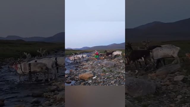 Перекочевка на новое место стойбища #nomads #reindeer