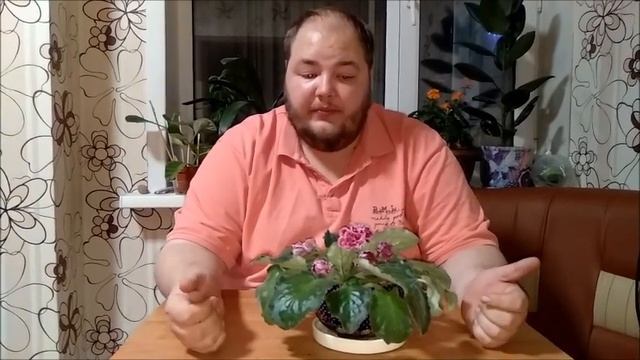 Фиалка содеожание и уход смотреть онлайн