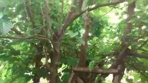 ШЕЛКОВИЦА ЧЕРНЫЙ ПРИНЦ - САМЫЙ ЛУЧШИЙ СОРТ НА ЗЕМЛЕ