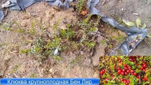 Новинки! Клюква брусника водяника первый опыт!