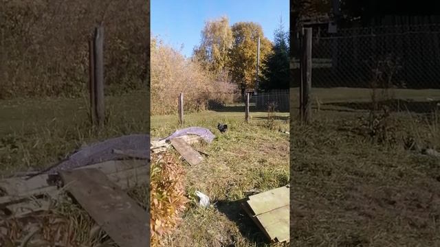 Виандот петушок смотреть онлайн