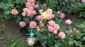 Мои розы для вас. С новым 2024 годом !