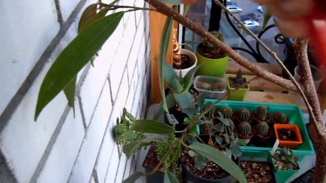 Реанимация фикуса Али (часть 3) - Вторая обрезка смотреть онлайн