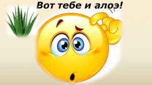 Рецепты здоровья. Вот тебе и алоэ! Осторожно! Тайны древнейшего растения - целителя АЛОЭ.