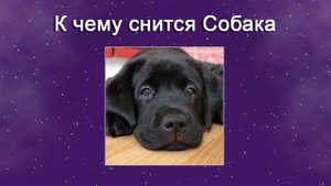К чему снится Собака (Сонник)