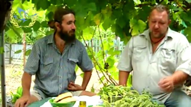 Амарант в кормопроизводстве смотреть онлайн