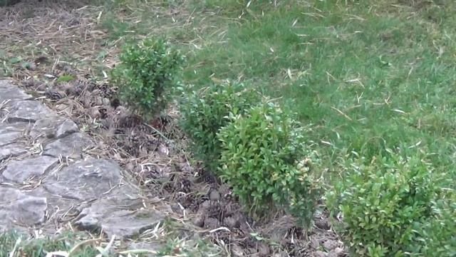 Дача 12 октября Прогулка про саду Полный обзор в последний лень Бабьего лета смотреть онлайн