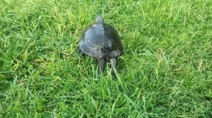 Болотная черепаха 🐢 у нас в гостях!