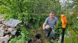 САЖАЕМ ПИХТЫ НА УЧАСТКЕ / НАШИ НОВЫЕ РАСТЕНИЯ ИЗ ПИТОМНИКА