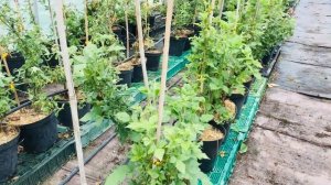 Ремонтантная ежевика Черная магия - контейнеры, теплица, май 2020 года.