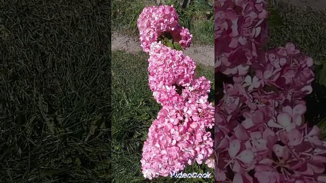 Волотиста (мітловидна) гортензія Ваніла Фрайз в осінньому кольорі💓 смотреть онлайн