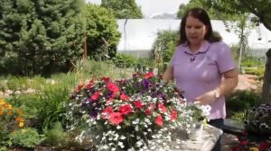 How to Care for Mini Petunias That Are Leggy & Sticky