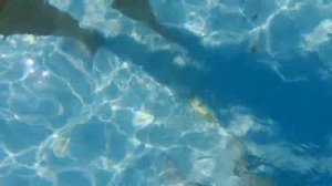 температура воды на Кипре в конце октября.