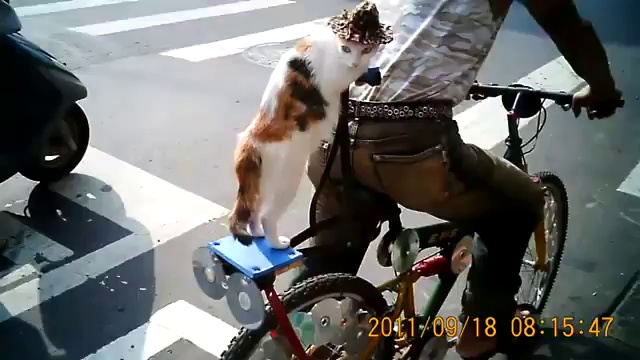 Котэ на велосипеде
