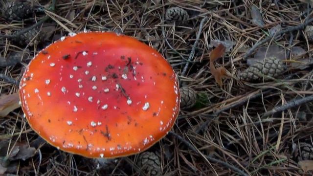 ТИХАЯ ОХОТА. ГДЕ ЖИВУТ РЫЖИКИ И КАК ИХ ИСКАТЬ смотреть онлайн