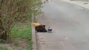 Ворона тянет кота за хвост