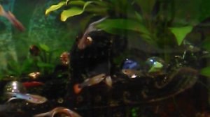 Аквариумная сказка. Вместо медитации