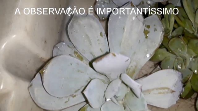 #SUCULENTAS PRAGAS DE PLANTAS COMPRADAS QUE VÊM DOENTES. RESULTADOS MUDAS POR DAS FOLHAS смотреть онлайн