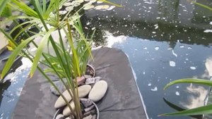 Мой плёночный пруд. Отвечаю на ваши вопросы