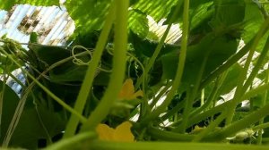 Пчелы опыляют огурцы в теплице