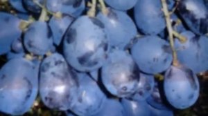 Виноград Ришелье