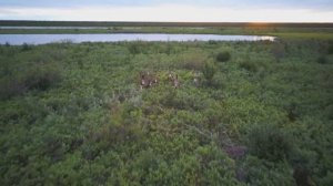 Миграция северного оленя  #олень #миграцияоленя #таймыр #животныетаймыра #северныйолень