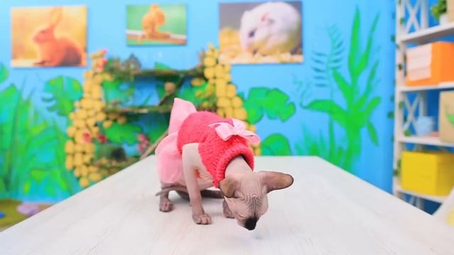 Полезные гаджеты и лайфхаки для владельцев домашних животных!