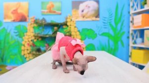 Полезные гаджеты и лайфхаки для владельцев домашних животных!
