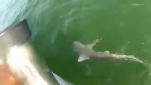 Рыбалка!ловля акулы,опасно